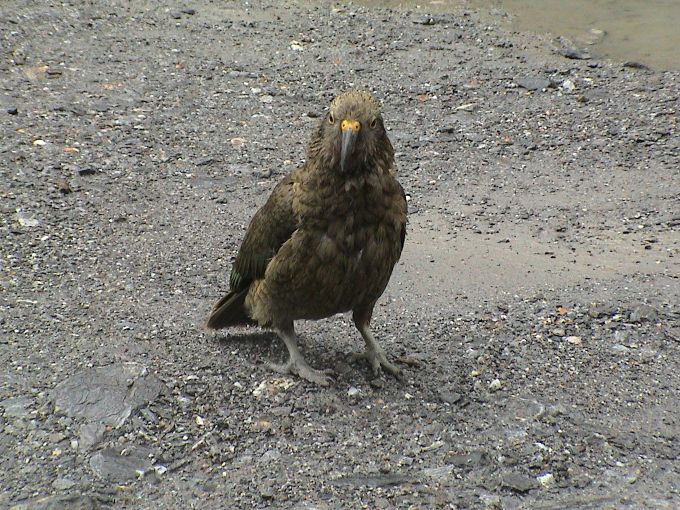 25.12. Wanaka bis Franz Josef